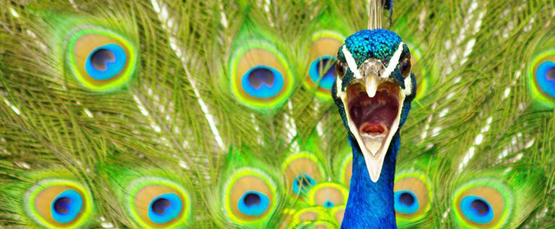Creating-A-Brand-Persona-Peacock