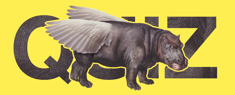 flying-hippo-quiz