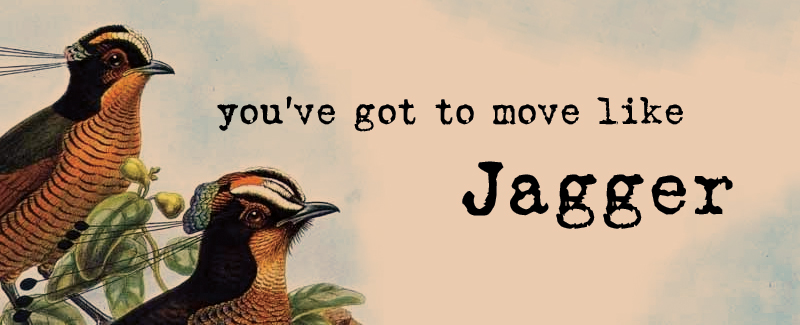 Move-Like-Jagger-Birds